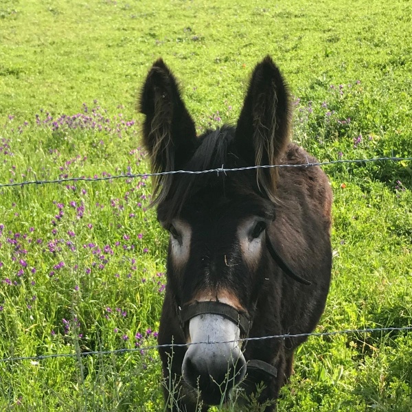 imagem de um burro
